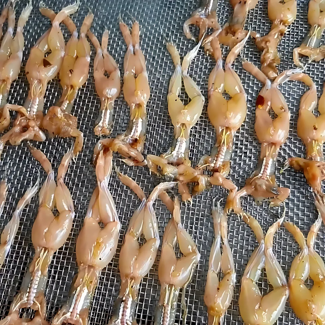 Con nhái tươi được xếp lên vỉ lưới chuẩn bị phơi nắng